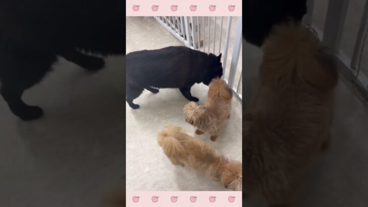 ＃犬のようちえん　＃犬のほいくえん　＃犬お泊りトレーニング　　#子犬しつけ  #しつけ教室 　#スキッパーキ　＃犬のしつけ　#shorts 　#パピートレーニング