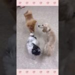 ＃犬のようちえん　＃犬のほいくえん　＃犬お泊りトレーニング　　#子犬しつけ  #しつけ教室 　#ポメラニアン  　＃犬のしつけ　#shorts 　#パピートレーニング