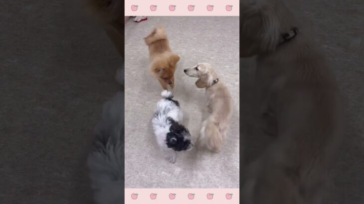 ＃犬のようちえん　＃犬のほいくえん　＃犬お泊りトレーニング　　#子犬しつけ  #しつけ教室 　#ポメラニアン  　＃犬のしつけ　#shorts 　#パピートレーニング