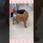 ＃犬のようちえん　＃犬のほいくえん　＃犬お泊りトレーニング　　#子犬しつけ  #しつけ教室 　#スキッパーキ　＃犬のしつけ　#shorts 　#パピートレーニング