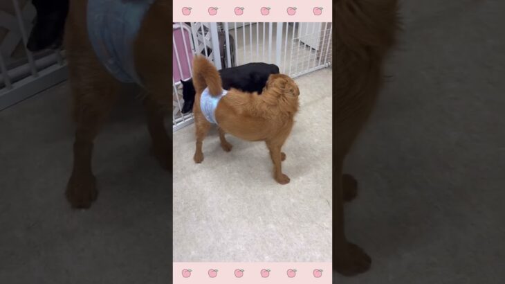 ＃犬のようちえん　＃犬のほいくえん　＃犬お泊りトレーニング　　#子犬しつけ  #しつけ教室 　#スキッパーキ　＃犬のしつけ　#shorts 　#パピートレーニング