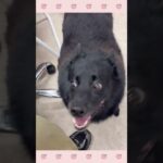 ＃犬のようちえん　＃犬のほいくえん　＃犬お泊りトレーニング　　#子犬しつけ  #しつけ教室 　#スキッパーキ　＃犬のしつけ　#shorts 　#パピートレーニング