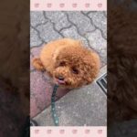 ＃犬のようちえん　＃犬のほいくえん　＃犬お泊りトレーニング　　#子犬しつけ  #しつけ教室 　#トイプードル 　＃犬のしつけ　#shorts 　#パピートレーニング