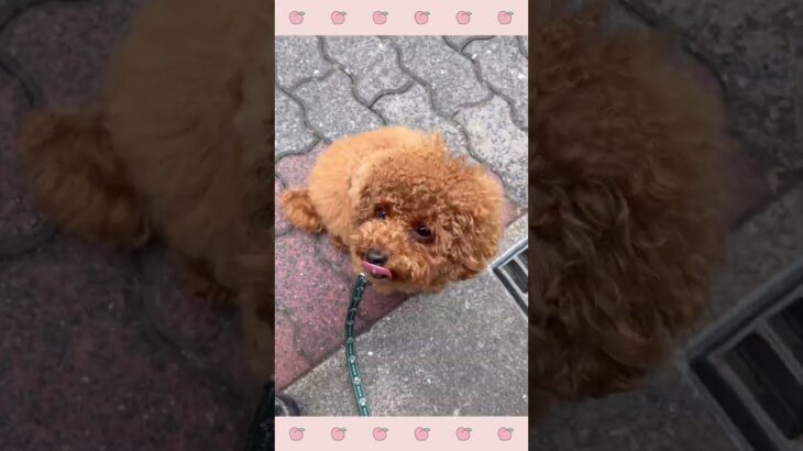 ＃犬のようちえん　＃犬のほいくえん　＃犬お泊りトレーニング　　#子犬しつけ  #しつけ教室 　#トイプードル 　＃犬のしつけ　#shorts 　#パピートレーニング
