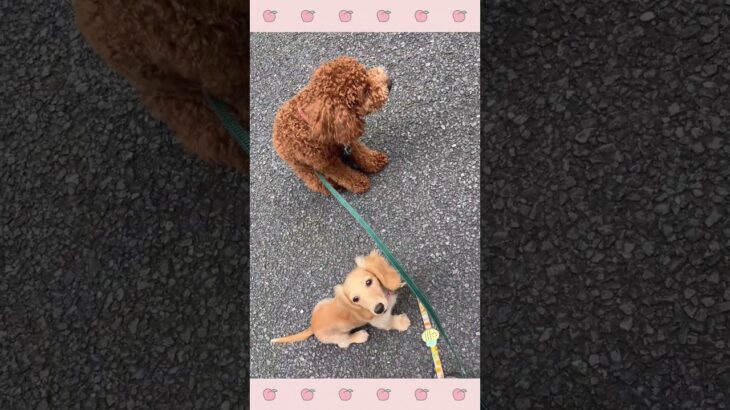 ＃犬のようちえん　＃犬のほいくえん　＃犬お泊りトレーニング　　#子犬しつけ  #しつけ教室 　#ダックス 　＃犬のしつけ　#shorts 　#パピートレーニング