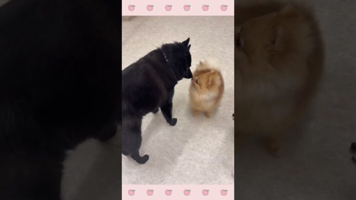 ＃犬のようちえん　＃犬のほいくえん　＃犬お泊りトレーニング　　#子犬しつけ  #しつけ教室 　#スキッパーキ　＃犬のしつけ　#shorts 　#パピートレーニング