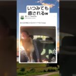 ぴーん　#shorts #犬 #車 #飼い主と犬 #しつけ