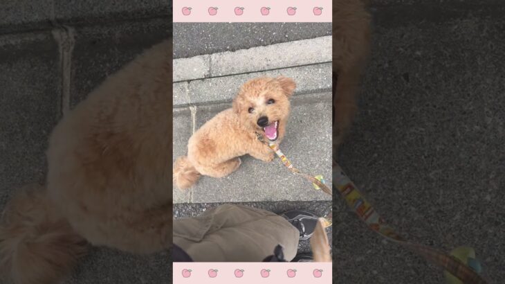 ＃犬のようちえん　＃犬のほいくえん　＃犬お泊りトレーニング　　#子犬しつけ  #しつけ教室 　#ミックス犬 　＃犬のしつけ　#shorts 　#パピートレーニング