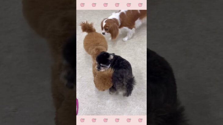 ＃犬のようちえん　＃犬のほいくえん　＃犬お泊りトレーニング　　#子犬しつけ  #しつけ教室 　#トイプードル 　＃犬のしつけ　#shorts 　#パピートレーニング