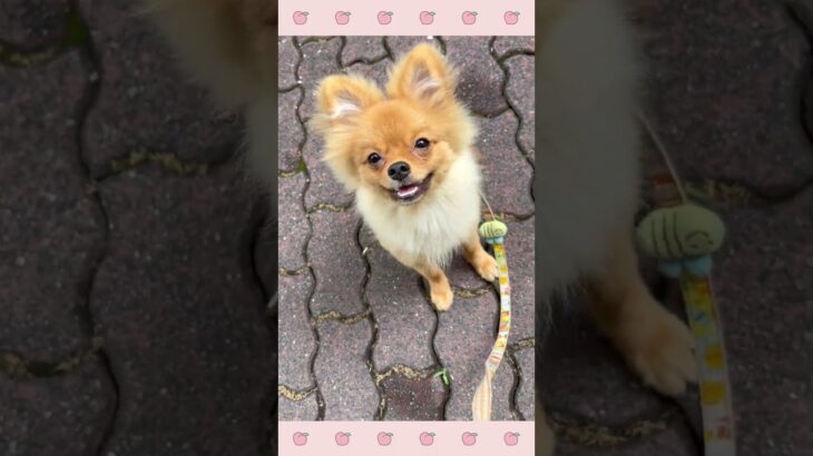 ＃犬のようちえん　＃犬のほいくえん　＃犬お泊りトレーニング　　#子犬しつけ  #しつけ教室 　#ポメラニアン　＃犬のしつけ　#shorts 　#パピートレーニング