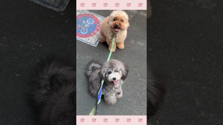 ＃犬のようちえん　＃犬のほいくえん　＃犬お泊りトレーニング　　#子犬しつけ  #しつけ教室 　#トイプードル 　＃犬のしつけ　#shorts 　#パピートレーニング