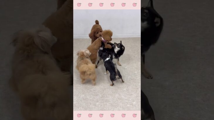 ＃犬のようちえん　＃犬のほいくえん　＃犬お泊りトレーニング　　#子犬しつけ  #しつけ教室 　#チワワ　＃犬のしつけ　#shorts 　#パピートレーニング