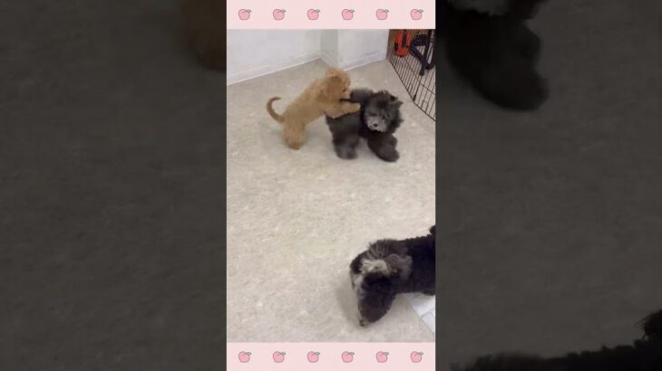 ＃犬のようちえん　＃犬のほいくえん　＃犬お泊りトレーニング　　#子犬しつけ  #しつけ教室 　#ミックス犬  　＃犬のしつけ　#shorts 　#パピートレーニング