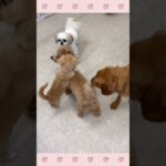 ＃犬のようちえん　＃犬のほいくえん　＃犬お泊りトレーニング　　#子犬しつけ  #しつけ教室 　#チワっくす　＃犬のしつけ　#shorts 　#パピートレーニング