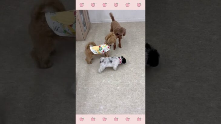＃犬のようちえん　＃犬のほいくえん　＃犬お泊りトレーニング　　#子犬しつけ  #しつけ教室 　#ミックス犬　＃犬のしつけ　#shorts 　#パピートレーニング