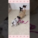 ＃犬のようちえん　＃犬のほいくえん　＃犬お泊りトレーニング　　#子犬しつけ  #しつけ教室 　#チワワ　＃犬のしつけ　#shorts 　#パピートレーニング