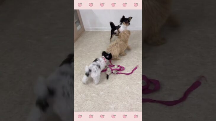 ＃犬のようちえん　＃犬のほいくえん　＃犬お泊りトレーニング　　#子犬しつけ  #しつけ教室 　#チワワ　＃犬のしつけ　#shorts 　#パピートレーニング
