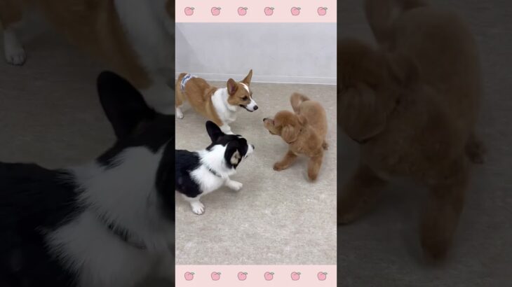 ＃犬のようちえん　＃犬のほいくえん　＃犬お泊りトレーニング　　#子犬しつけ  #しつけ教室 　#ビショプー　＃犬のしつけ　#shorts 　#パピートレーニング
