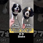 【キャバリア サマーカット＆犬コマンド】#shorts#キャバリア#可愛い#癒し#犬のいる生活#犬しつけ