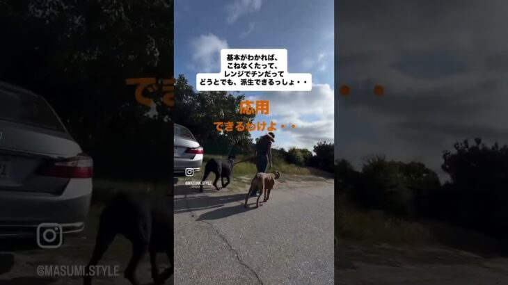 犬の知識つけたらやりやすい方法でやりゃー良い#shorts