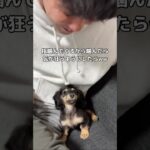 この噛み噛みのしつけ方法はアリ？ナシ？ #ミニチュアダックスフンド #ダックス #ダックスフンド #shorts