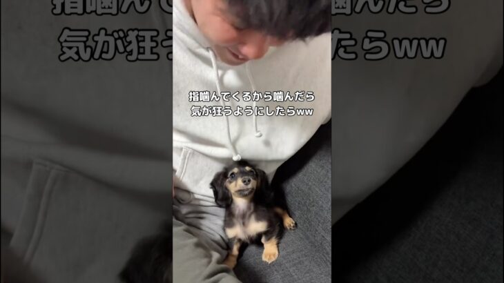 この噛み噛みのしつけ方法はアリ？ナシ？ #ミニチュアダックスフンド #ダックス #ダックスフンド #shorts