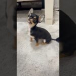 おすわり→伏せ→お手の流れ練習中🐶#チワワ #犬 #可愛い #しつけ #おすすめ #shorts #short #癒し