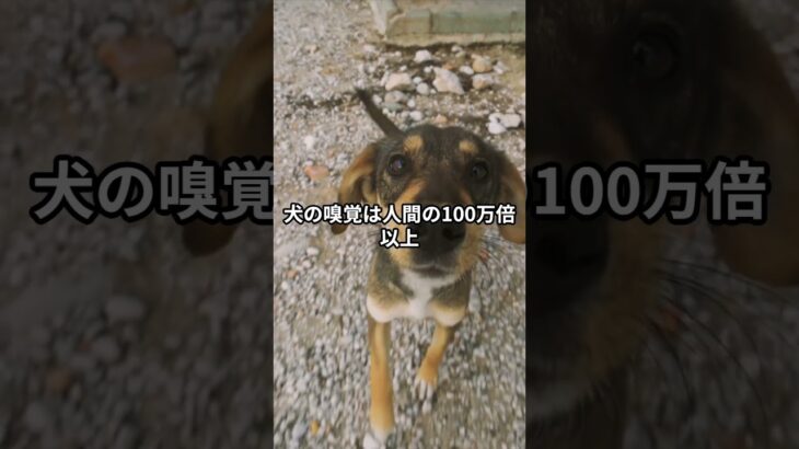 犬は“死者の気配”を感じて吠える!?　#犬 #しつけの悩み #犬が来ない理由 #犬との信頼関係 #ペットの豆知識 #shorts #youtubeshorts