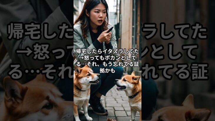 犬は“怒っても覚えてない”ってホント？　#犬 #しつけのコツ #犬の記憶 #犬との暮らし #犬好きと繋がりたい #shorts #youtubeshorts