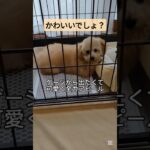自分のかわいい角度を知っている犬#トイプードル#かわいい動物 #かわいい犬 #可愛い #toypoodle #しつけ難しい