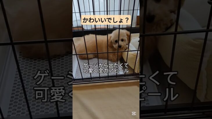 自分のかわいい角度を知っている犬#トイプードル#かわいい動物 #かわいい犬 #可愛い #toypoodle #しつけ難しい