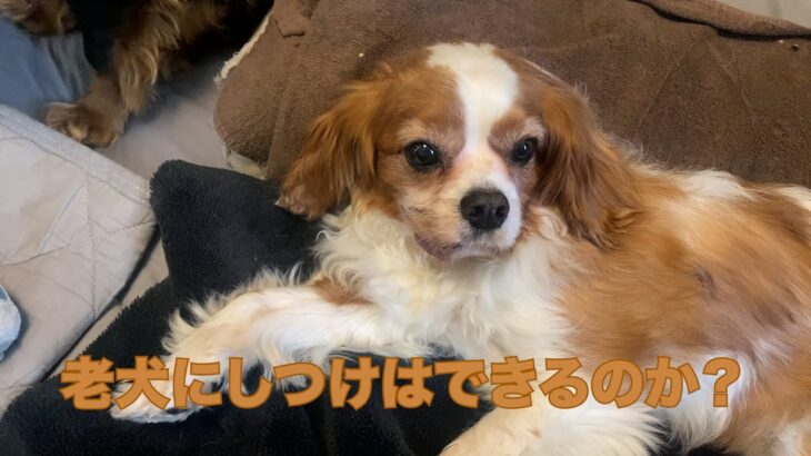 老犬にしつけはできるのか？という雑談
