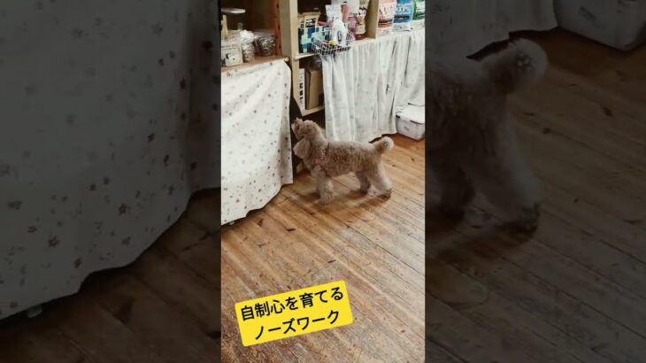 【問題行動改善動画】自分で興奮を上手く抑えられように！自制心を育てるノーズワーク #愛犬 #ボーダーコリー #トイプードル #犬のいる生活 #大型犬のいる生活  #ドッグトレーニング #大型犬