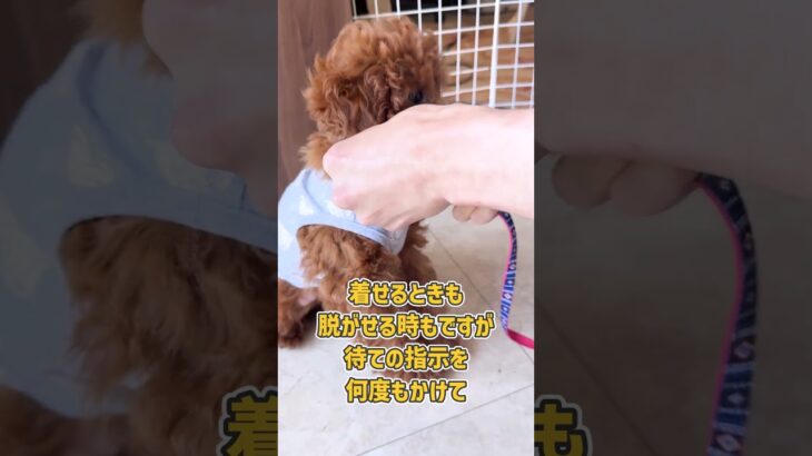 ワンちゃん服トレーニング中のトイプードルさん