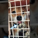 可愛すぎる歯茎🤣🤣🤣#こいぬ #しつけ方 #可愛い #柴犬 #癒し