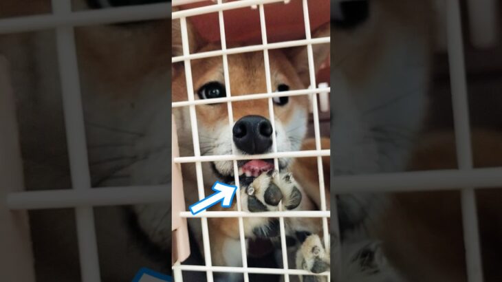 可愛すぎる歯茎🤣🤣🤣#こいぬ #しつけ方 #可愛い #柴犬 #癒し