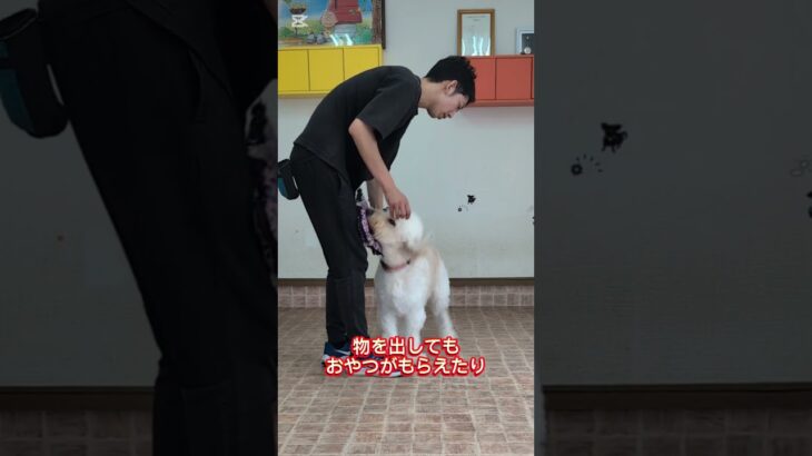 それリソースガーディングかも⁉️#犬しつけ #ドッグトレーナー #ドッグトレーニング #狗訓練 #愛犬 #犬のいる生活#犬の学校#リソースガーディング