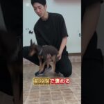 噛み犬に困ったら。#犬しつけ #大型犬のいる生活 #トイプードル #ドッグトレーナー #ドッグトレーニング #愛犬 #噛み#ドッグスクール