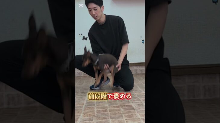 噛み犬に困ったら。#犬しつけ #大型犬のいる生活 #トイプードル #ドッグトレーナー #ドッグトレーニング #愛犬 #噛み#ドッグスクール