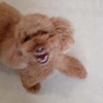 犬の幼稚園 ひなたくんとトレーニング