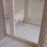 犬の幼稚園 ロージーちゃんとトレーニング