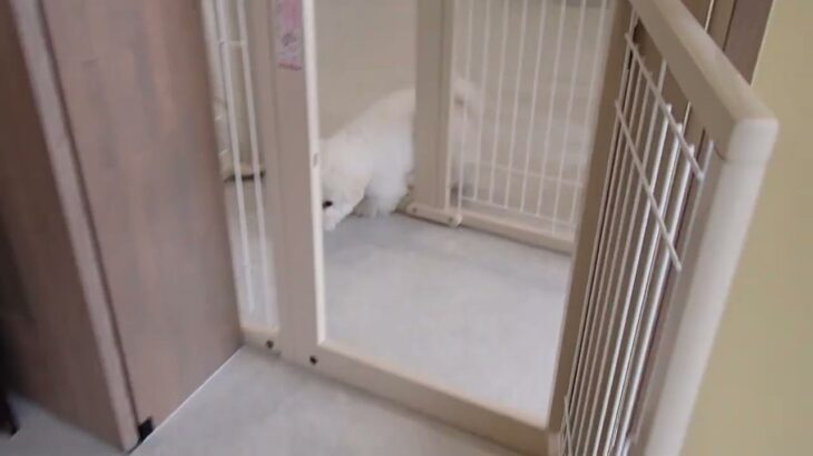 犬の幼稚園 ロージーちゃんとトレーニング