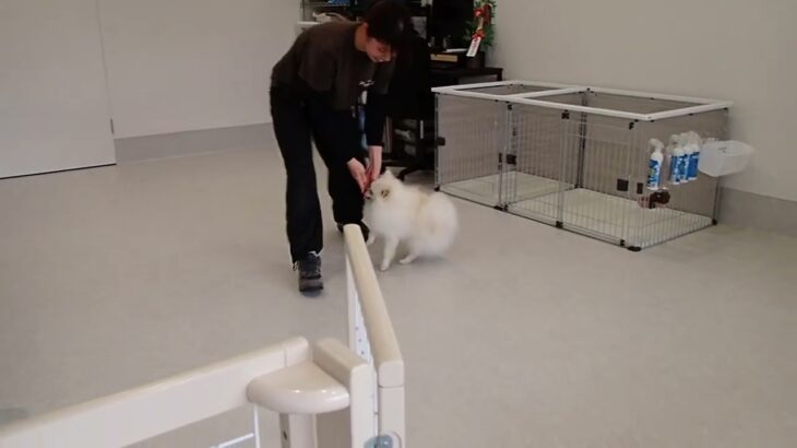 犬の幼稚園 ユパくんとトレーニング