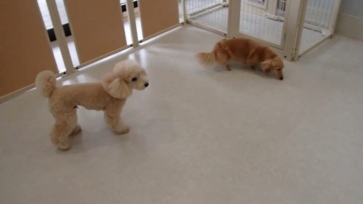 犬の幼稚園 みんなとトレーニング