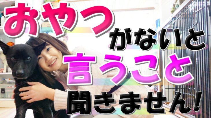 【犬のしつけ】おやつなしでも言うことをきかせるには？