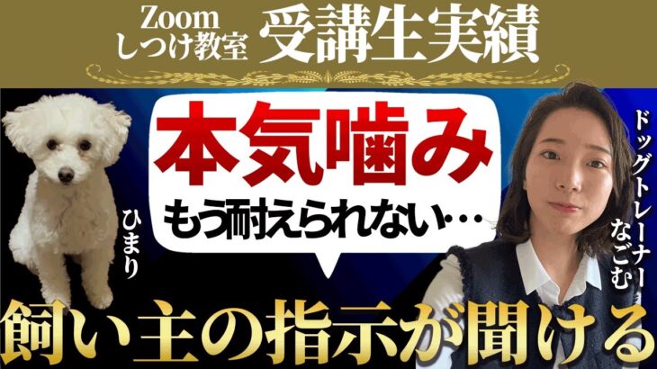 犬がたくさんいる場所に行くと吠えが止まらない