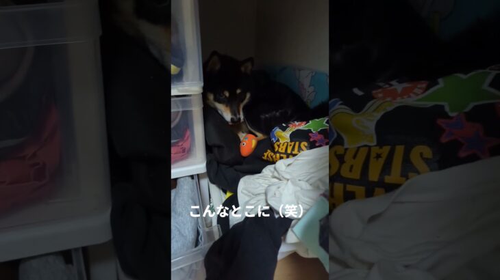 まさかの場所（笑）#可愛い犬動画 #柴犬 #豆柴しつけ #癒し #愛犬