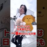 【犬しつけ】プロおすすめの飼いやすい犬種は？