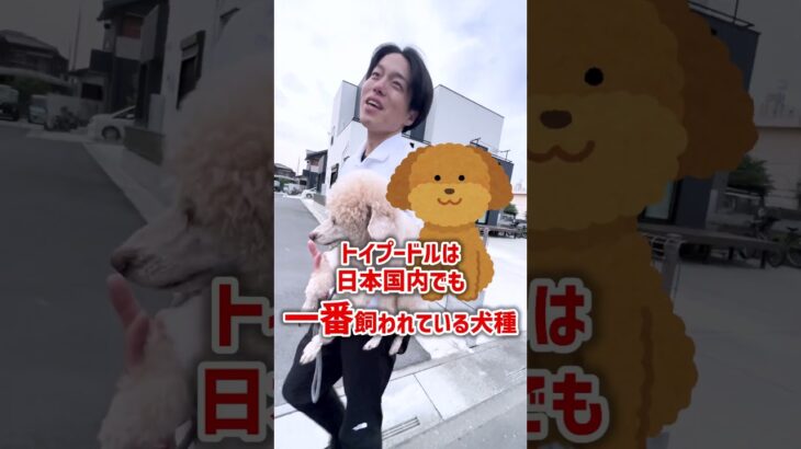 【犬しつけ】プロおすすめの飼いやすい犬種は？