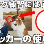 【犬 クリッカー】トリックトレーニングの神アイテム”クリッカー”の使い方を徹底解説します！